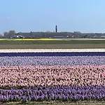 Zeebedstay * Noordwijk