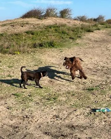 Zeebedstay Apartment