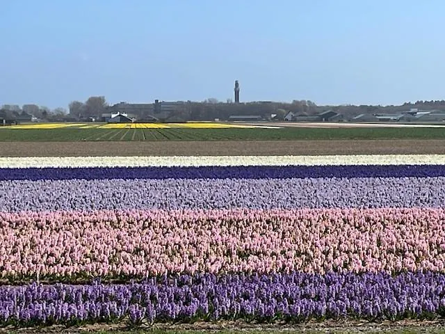 Zeebedstay * Noordwijk